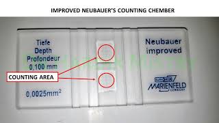 NEUBAUER CHAMBER  HAEMATOLOGY LAB  PHYSIOLOGY [upl. by Merlin]