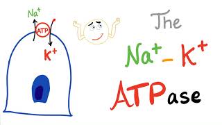 The SodiumPotassium NaK ATPase Pump  Active Transport [upl. by Gran218]