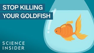 How To Keep Your Goldfish Alive For 15 Years [upl. by Sheply476]