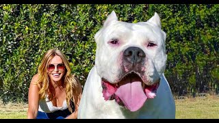 THE DOGO ARGENTINO DOG  DANGEROUS amp BANNED [upl. by Dimitris429]