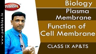 Function of Cell Membrane  Plasma Membrane  Biology  Class 9  APampTS [upl. by Segroeg]