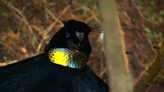 Birds of Paradise Paradiesvögel Burung Cendrawasih Papua Indonesia [upl. by Illoh]