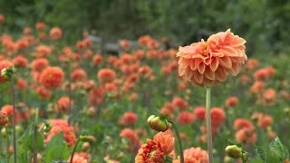 Bloemencorso Zundert zoekt nog heel veel bloemen voor het corso [upl. by Julieta763]