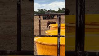 🚜 Tubs Loaded Now Waiting on the Boss as Weaners Follow to the Feed Mixer 🐄✨ [upl. by Ramses]