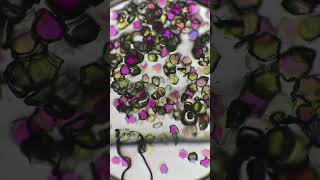 How Nail Glitter Looks Like Under The Microscope [upl. by Ran]