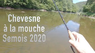 La pêche du chevesne à la mouche Semois 2020 [upl. by Wanids589]