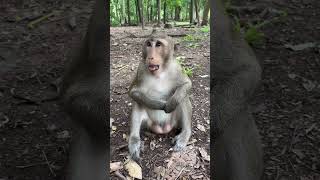 Cute monkey babyanimal cute mongkey langmonkey [upl. by Adav]