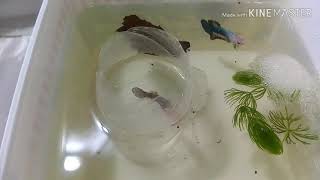 How to breed betta fish  Easy and Simple steps to breed betta successfully [upl. by Leonardi]