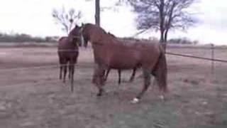 Amador Chestnut Spanish Andalusian Stallion [upl. by Navetse621]