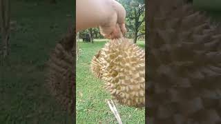 Durian sa Camiguin [upl. by Egiaf]