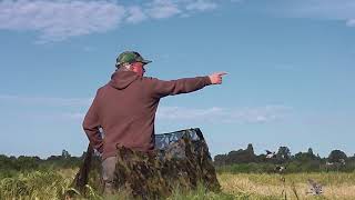 Pigeon Shooting  Decoying over laid Barley June 2018 [upl. by Alastair]