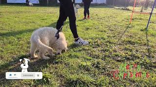 Cucciolo di golden retriever di 3 mesi shorts [upl. by Imit]