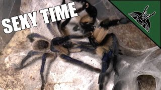 Smooth transfer and easiest tarantula pairing EVER  Monocentropus balfouri [upl. by Edmunda828]