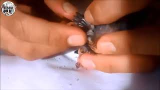 Rescue Infant Birds w 1000 Blowfly Larvae by Tweezers Extraction Cuterebra Pa [upl. by Ricketts277]