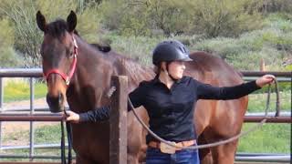 Class 61  InHand Trail  Scottsdale Saddle Club  March Horse Show [upl. by Jyoti314]