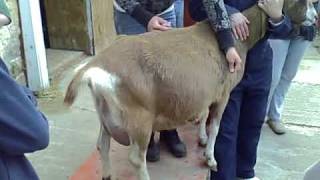 How to Give a Goat an INJECTION [upl. by Neumeyer]