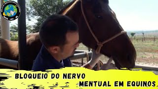 🐴 BLOQUEIO do nervo MENTUAL mentoniano em Equinos [upl. by Enitnemelc152]