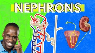 The Structure and Function of the Nephron  Made Easy  Kidney Function [upl. by Parthinia552]