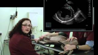 IMV imaging cardiac ultrasound video 6  Right parasternal short axis view papillary muscles [upl. by Kimbell728]