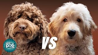 Labradoodle VS Goldendoodle  Which Poodle Mix Breeds Is Better [upl. by Orabel]