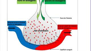 Lappareil respiratoire  CM2 [upl. by Seitz]