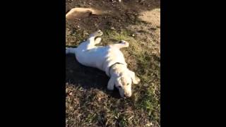 Dog Fainting or having Seizure [upl. by Carissa]