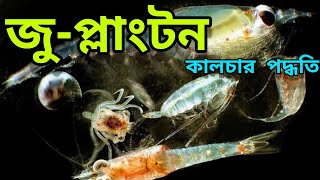 Zooplankton Production in Fish Pond  Natural Food making for Fish  How to Develop Plankton in Pond [upl. by Hujsak872]