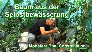 Kakaobaum umtopfen mineralisch und Versteigerung Monstera Thai Constellation im Dschungel [upl. by Notluf917]