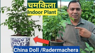 Radermachera China Doll Plant Indoor plant नए जमाने का इंडोर पौधा [upl. by Herwick969]