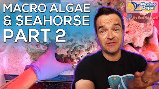 Seahorse Macro Algae Tank Part 2 [upl. by Azaria]