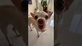 Niki is MAD today🤣🤣 chiuahua mreviatar nikiozeri angrychihuahua animals [upl. by Ymeon]