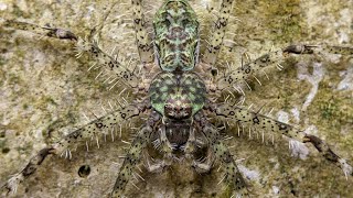 Lichen Huntsman Spider Pandercetes Gracilis  by RIMBA SERANGGA [upl. by Ayota]