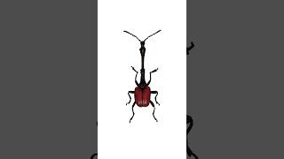 Day 2 Trachelophorus Giraffa Giraffe Weevil Order  Coleoptera beetles bugtober inktober [upl. by Atnwahs]