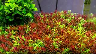 Timelapse Rotala Rotundifolia quotgreenquot and Hra [upl. by Bryanty]