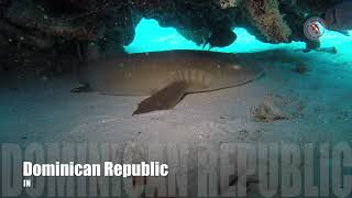 Diving in Bayahibe Dominican Republic  Baby Nurse Shark [upl. by Ayrolg]