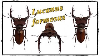 Lucanus formosus  Präparation  Mounting [upl. by Sari]