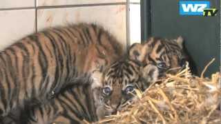 Drei auf einen Streich Neue TigerBabys im Krefelder Zoo [upl. by Ahsier]