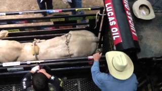 PBR begins the scene HOW BULLS ARE PUT IN CHUTE [upl. by Say425]