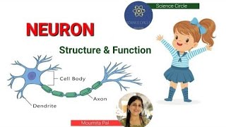 Neuron Structure amp Its Function  Dendrite Cell body Axon Axon Hillock amp Axon terminal [upl. by Etselec]