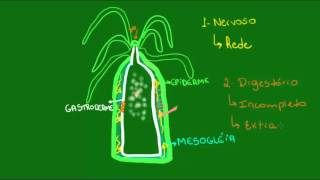 Fisiologia dos cnidários  Zoologia  Biologia [upl. by Evvy]