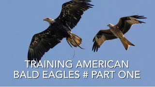 Falconry American Bald Eagle working and training part one [upl. by Diba]