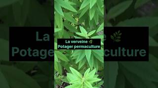 Verveine citronnelle  astuce pour cultiver l’abondance au potager durable shorts [upl. by Najib]