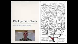 Phylogeny [upl. by Ennayehc]