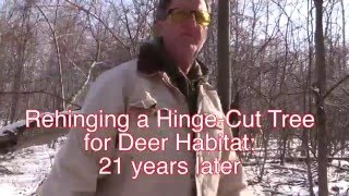 Rehinging a Hinge Cut Tree for Deer Habitat 21 Years Later [upl. by Collette]