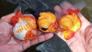 How I conditioned my GOLDFISH to Produce Thousands of Babies JUMBO GOLDFISH SUCCESSFULL BREEDING [upl. by Zebulen]