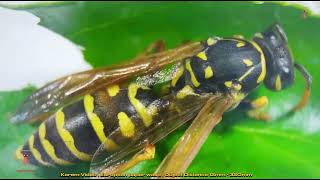 Exploring Polistes Dominula European paper wasp under a Microscope [upl. by Karole834]