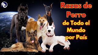 ✅ Las RAZAS de PERRO más representativas por país de TODO EL MUNDO [upl. by Mcmillan]