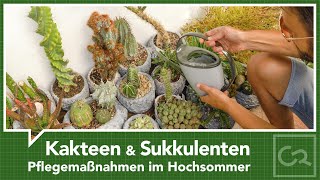 Kakteen amp Sukkulenten – Pflegemaßnahmen im Hochsommer [upl. by Pogue327]