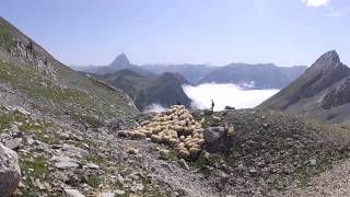 Transhumance en Ossau [upl. by Rajewski]