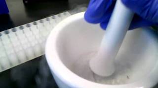 Tissue disruption using liquid nitrogen [upl. by Kimberlyn386]